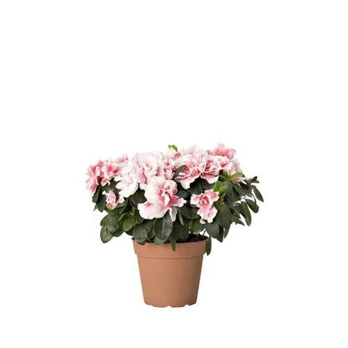 Durable au jardin:Azalée Plante Baby en pot Ø 5,5/6 cm