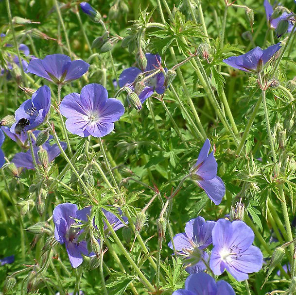 6 x Géranium vivace 'Brookside' – Geranium 'Brookside', godet 9cm x 9cm