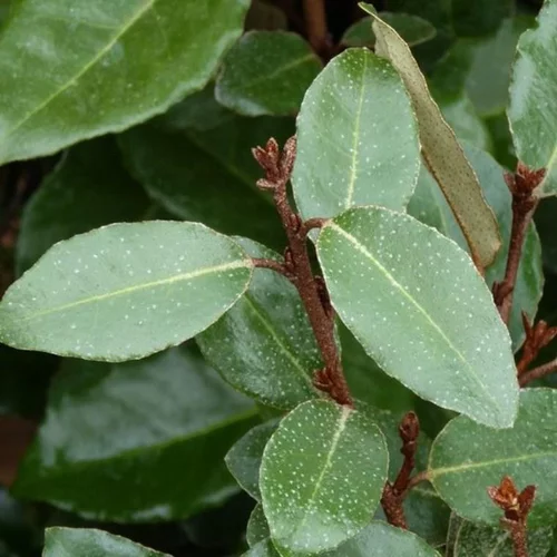 Pour embellir vos extérieurs:Elaeagnus Ebbingei (Chalef d’Ebbing) en pot de 3 L argent