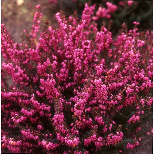 Pour vos moments au jardin：Bruyère d'hiver ou Erica darleyensis à fleurs roses - Le pot Ø 10 cm