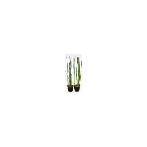 Pour vos projets：Equisetum - Le pot de 11 cm