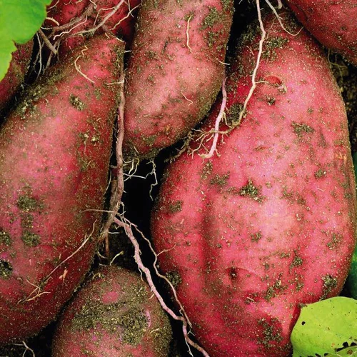 Une solution pratique pour l’extérieur：Patate Douce Beauregard Bio. Le pot de 1 litre