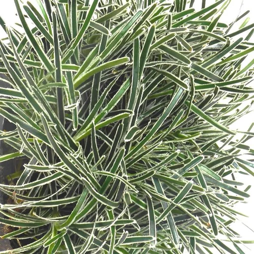 Loisirs extérieur:Scirpe étoilé ice crystal vert en pot de 2 L