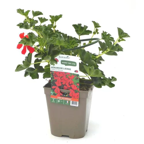 L’esprit jardin:Géranium lierre simple rouge - Le pot de 12 x 12 cm