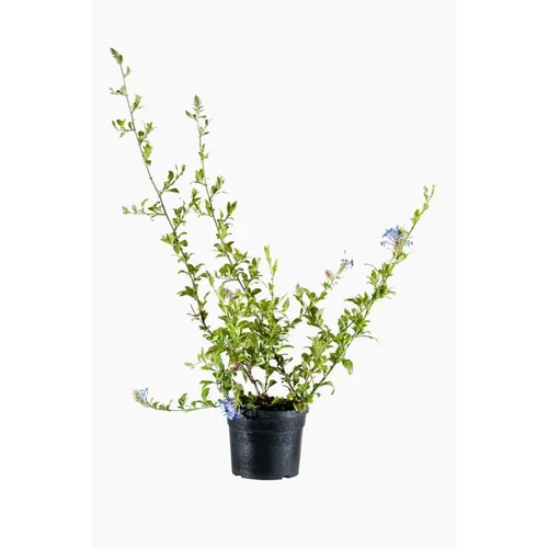 Pour un jardin bien équipé：Plumbago (Dentelaire du cap) tuteur en pot de 5 L bleu