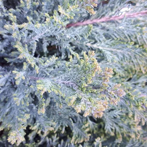 Jardin fonctionnel：Chamaecyparis Lawsoniana Ellwoodii 25 ? 30 en pot de 2 L bleu