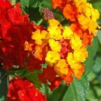 Solution maison：Lantana sur tige - Le pot de 11 litres