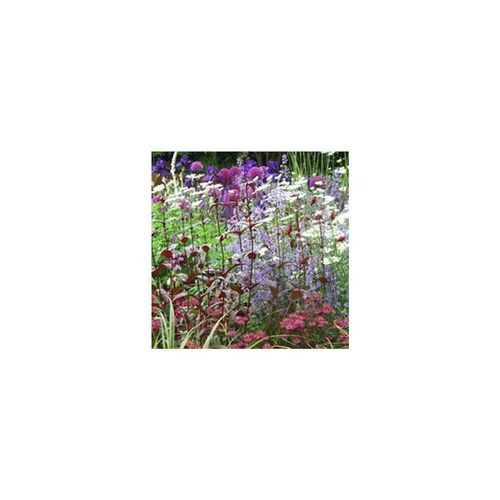 Pratique au jardin:Plantes vivaces variées. Le pot en terre de 3 litres