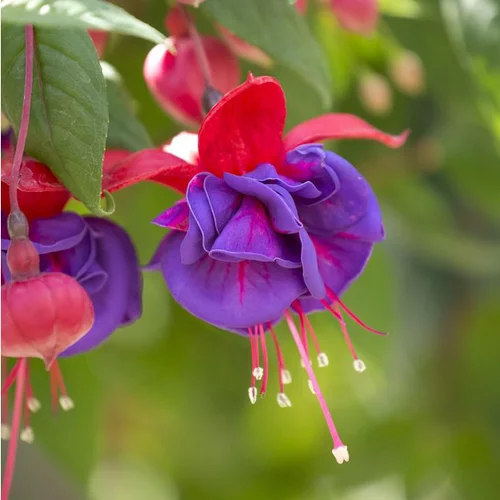 Pour profiter du jardin:Fuchsia à fleurs multicolores - Le pot de 2 litres