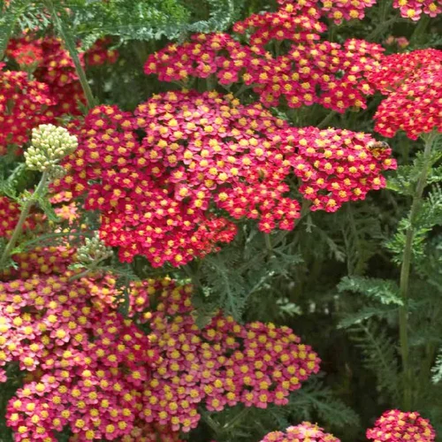 Jardin déco：Achillea Millefolium Summer Fruits Carmine (Rouge). Le pot de 2 litres