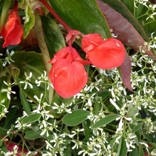 Essentiel au jardin：Duo Begonia Euphorbe - La jardinière
