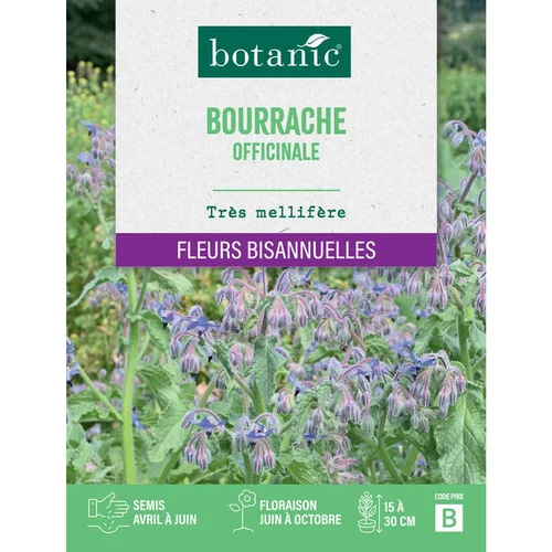 Extérieur plaisir：Graines de fleurs de Bourrache officinale botanic®