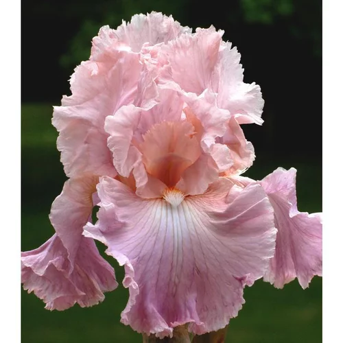 Utile au jardin：Iris des Jardins 'Pond Lily' - Le pot de 1 litre