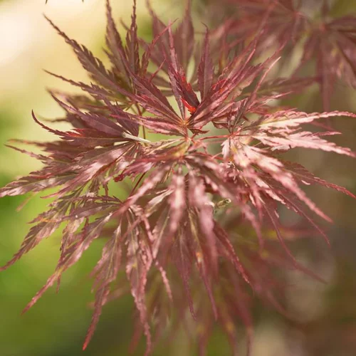 Pour mieux aménager vos extérieurs：Érable du Japon Dissectum Tamukeyama rouge. Le pot de 5 litres, forme bonsaï