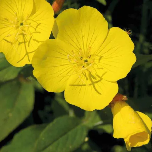 Moderne extérieur：Oenothera Missouriensis - Le pot de 9 cm