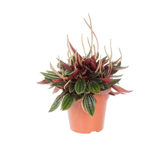 Jardin accessoire：Peperomia rosso Ø 12 cm