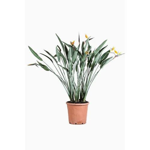Jardin en extérieur：Strelitzia Reginae ou Oiseau du Paradis orange en pot de 30 L