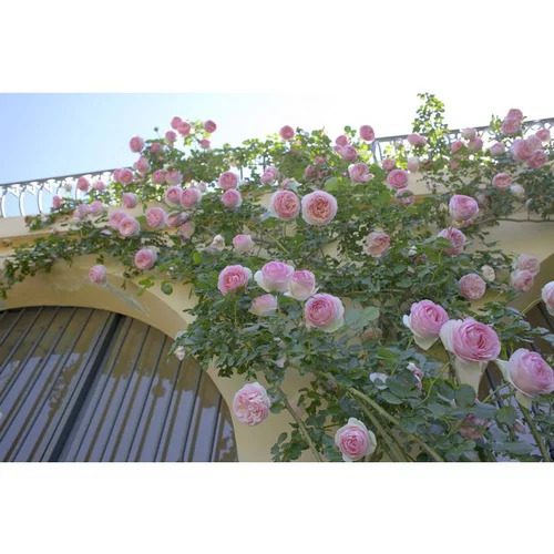 Jardin & extérieur：Rosier Pierre de Ronsard® Meiviolin - C10