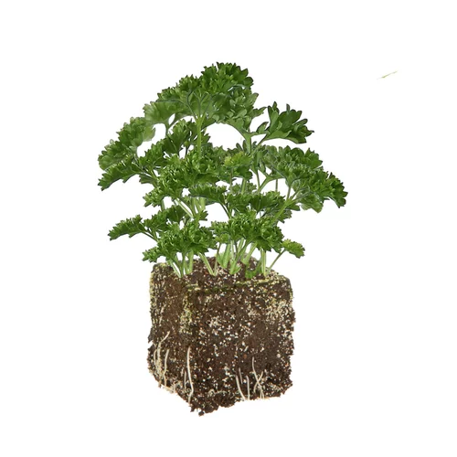 Extérieur utile：Persil Frise Vert Fonce Bio. La motte de 4x4 cm