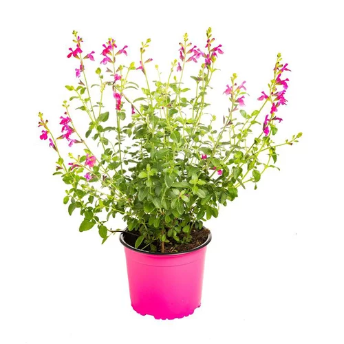 Bien pensé pour le jardin：Sauge vivace - Le pot de 3 litres