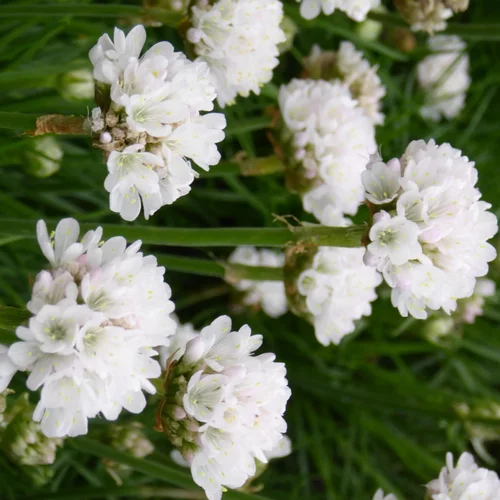 Simple au jardin：Armeria Maritima Armada White (Blanc). Le pot de 2 litres