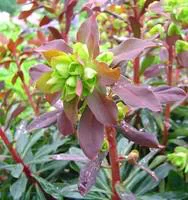 Pour mieux organiser votre jardin：Euphorbe vivace - Le pot de 10,5 cm