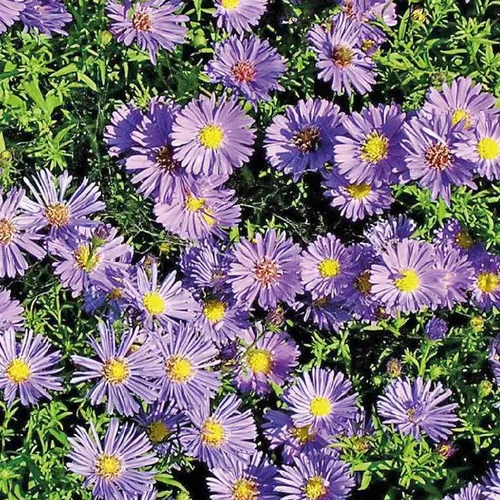 L’essentiel pour le jardin:Aster Nain Aut - Bleu - Le pot de 9 x 9 cm