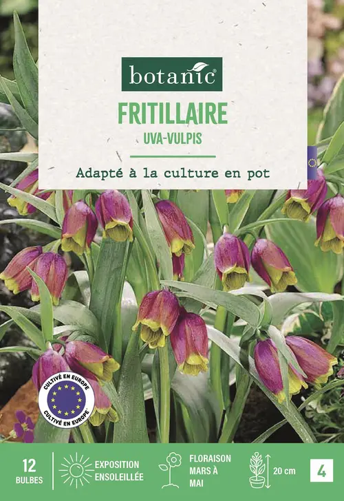 Style nature：Bulbes de fleurs Fritillaire Uva Vulpis violet botanic® - 12 bulbes