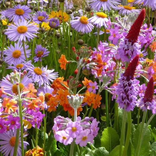 Pour un jardin accueillant:Plantes vivaces variées divers coloris. Le pot de 3 litres