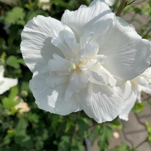 Une idée maline pour le jardin：HIBISCUS S.WHITE CHIFFON 5L