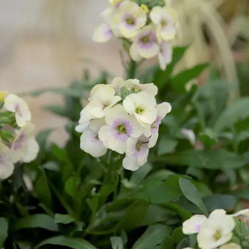 Sélection nature：Fausse-giroflée WINTER CHARM - Le pot de 2 litres