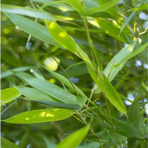Pour la maison et l’extérieur：Bambou Phyllostachys Bissetti. 24 cm