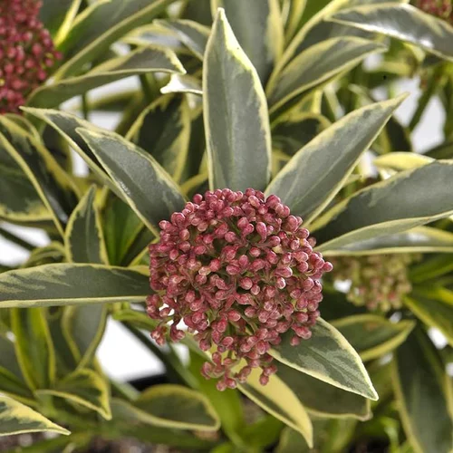 Une sélection pour l’extérieur:Skimmia Japonica Magic Marlot en pot