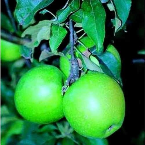 Pratique au jardin：Pommier Granny Smith. En racine nue, forme gobelet