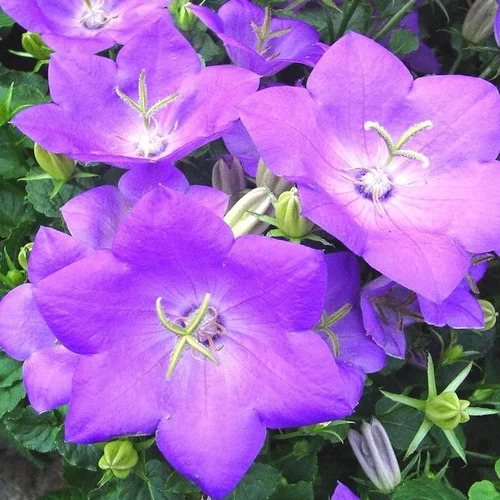 Jardin & maison：Campanule des Carpates - Le pot de 1 litre