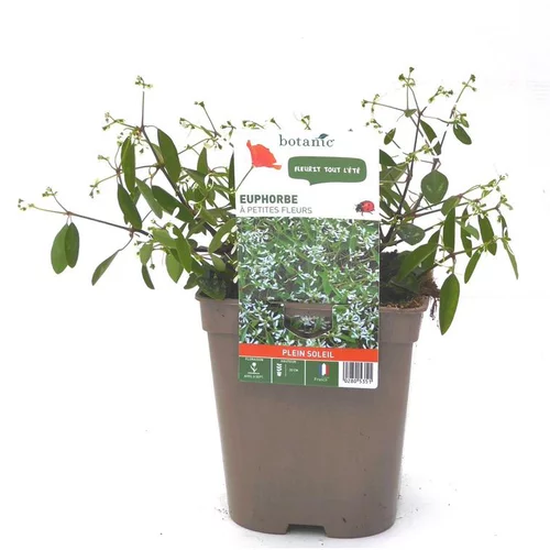 Jardin pour tous：Euphorbe Diamond Frost - Le pot de 12 x 12 cm