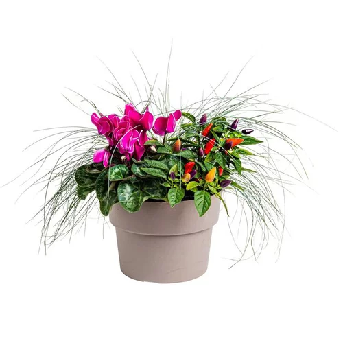 Pour transformer votre jardin：Composition Melange Automne - La composition