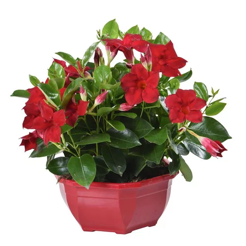 Pour vivre dehors：Dipladénia ou Mandevilla à fleurs multicolores - La coupe Ø 23 cm