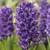 Accessoire pour le jardin：Jacinthe Blue Pearl - Le godet