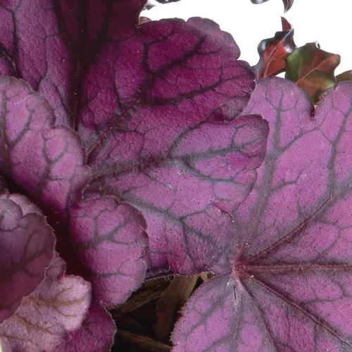 Un indispensable au jardin：Heuchera 'Forever Purple'® - Le pot de 2 litres