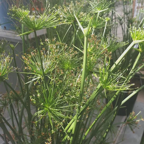 Une sélection pour le jardin：Papyrus nain - Le pot de 7,5 litres
