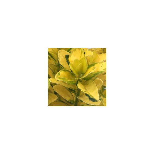 Pour un jardin agréable：Fusain du Japon Goldmine jaune. Le pot de 2 litres