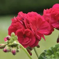 Les essentiels du jardin：Géranium zonale - Le pot de 10.5 cm