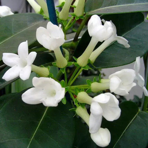 Une solution adaptée à l’extérieur:Stephanotis Floribunda ou Jasmin de Madagascar. Le pot de Ø 12 x H 60 cm