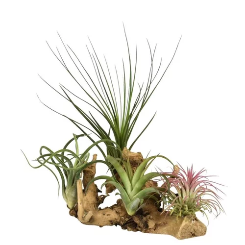 Le compagnon du jardin：Tillandsia vert x 4 avec racine 20 cm