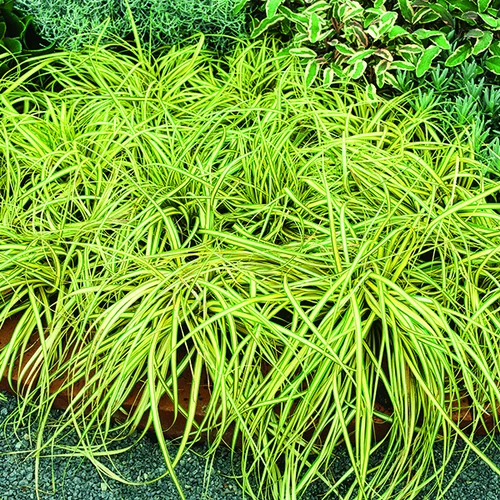 Ambiance jardin:Carex Oshimensis Evergold jaune botanic®. Le pot de 1 litre