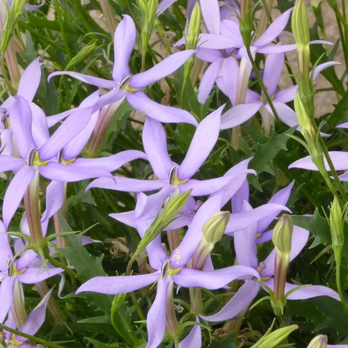 Jardin facile:Isotoma - Le pot de 8,7 litres