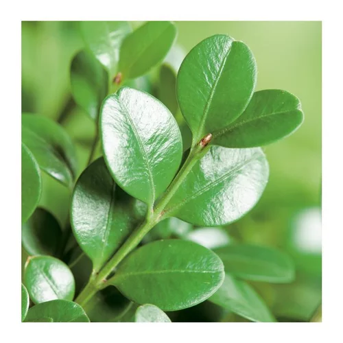 Votre allié au jardin：Buis (BUXUS MICRO.FAULKNER) Le pot de 18 litres
