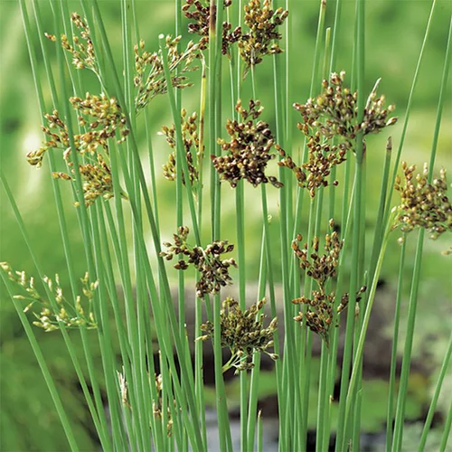 Univers végétal：Juncus inflexus glaucus pot de 3 litres