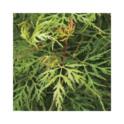Pour profiter pleinement de l’extérieur：Erable du Japon (ACER PALMATUM DISSECTUM EMERALD LACE ) Le pot de 7 litres
